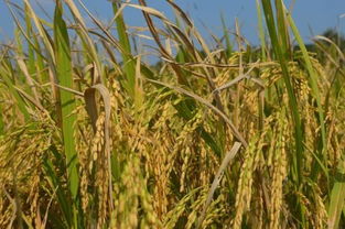 琼山又增特色农产品 福稻 原生态大米上市